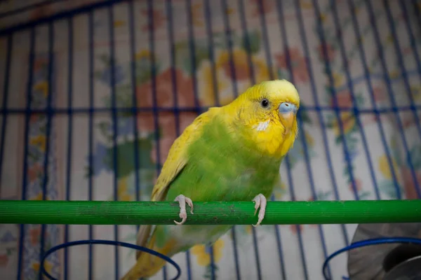 Green and yellow domestic parakeet portrait into a blue cage with printed flowers pattern behind.