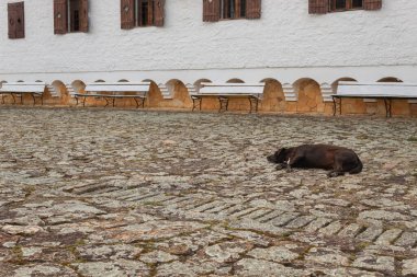Eski bir sömürge meydanında, taş zeminde uyuyan melez bir köpek.