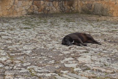Siyah ve beyaz melez köpek Colonial taş zemininde uyuyor. Evcil hayvanlar ve duygular