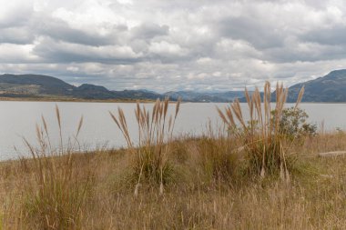 Arka planda mavi dağları ve beyaz bulutlu gökyüzü olan bir gölün yanındaki sarı bitki örtüsü