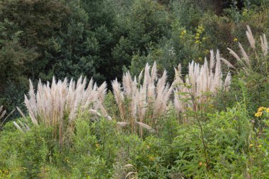 Güneşli bir günde And Ormanı 'nın ortasında sarı ve menekşe boyunda sivri uçlara yakın.