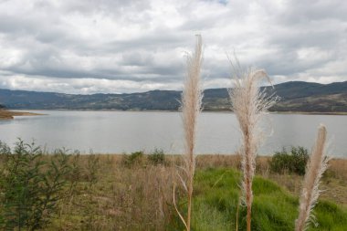 Göl ve dağ manzaralı üç sarı sivri dikene yakın.