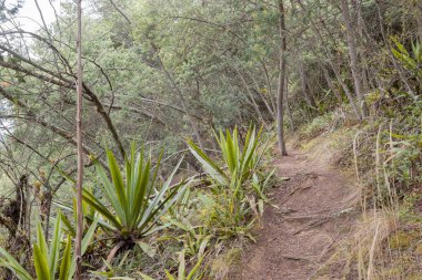 And Dağları 'nın ortasında kum yolu güneşli bir günde küçük ağaçlarla kaplı.