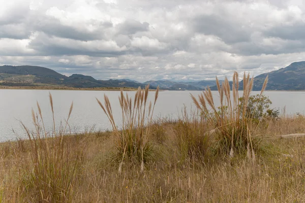 Arka planda mavi dağları ve beyaz bulutlu gökyüzü olan bir gölün yanındaki sarı bitki örtüsü