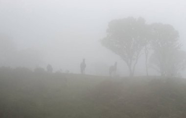 Üç at kırsal bölgedeki bulutlu bir günde tepenin tepesindeki ağaçların yanında otluyor.