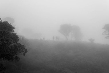 Üç Vahşi At, sisli bir ormanın ortasındaki iki büyük ağacın yakınındaki bir tepenin üstünde. Siyah ve Beyaz Fotoğrafçılık