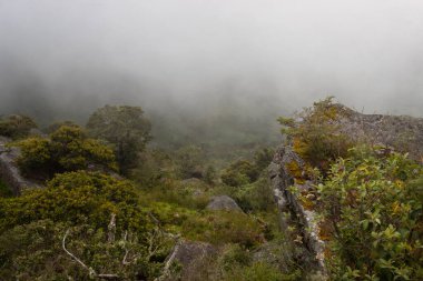 Yeşil ve yeşil bitkilerle kaplı yağmur ormanları ve buğulu doğal tekellikleri.