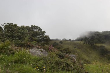 bulutlu andean kırsalında küçük ağaçlar, taşlar ve bulutlu gökyüzü