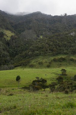 Kolombiya Andean Orman Dağı sisli ve kır arazili yağmurlu bir sabah