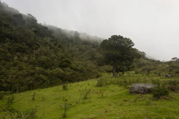 Colombiana Foresta Andina Scena Montagna Con Grande Albero Vecchio Verde — Foto Stock