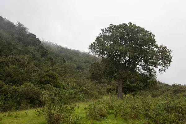 Big Old Tree Middle Andean Foggy Forest Green Countryside — Stock Photo, Image