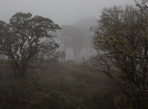 Dois Cavalos Topo Uma Colina Floresta Cercado Porgrandes Árvores Velhas — Fotografia de Stock