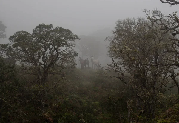 Três Jovens Cavalos Topo Uma Colina Meio Uma Densa Floresta — Fotografia de Stock