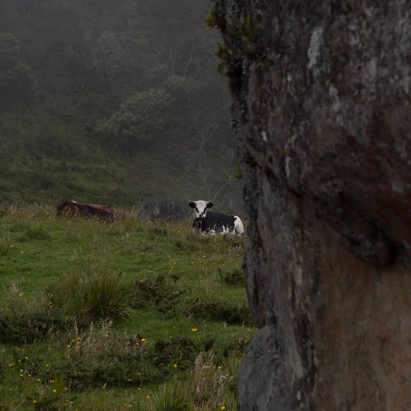 Topo Antigo Monólito Musgo Com Uma Grande Montanha Andina Atrás — Fotografia de Stock