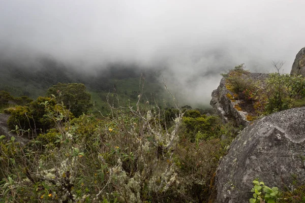 Vue Panoramique Depuis Sommet Une Forêt Andine Avec Végétation Endémique — Photo