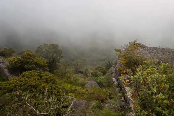 Green Andean Rainy Forest Endemic Vegetation Bis Natural Monoliths Fog — Stock Photo, Image