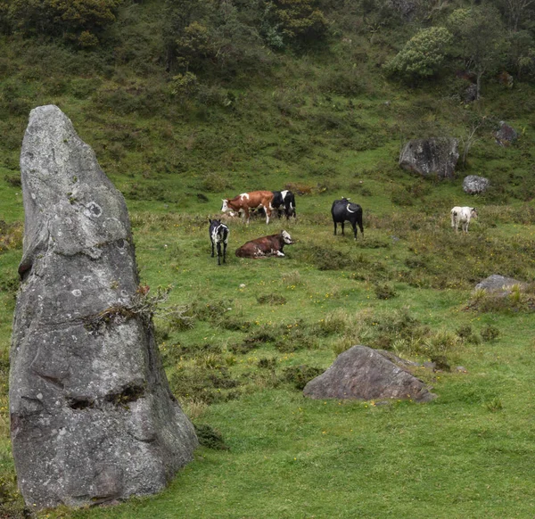 Quelques Vaches Reposant Sur Herbe Dans Campagne Andine Près Une — Photo