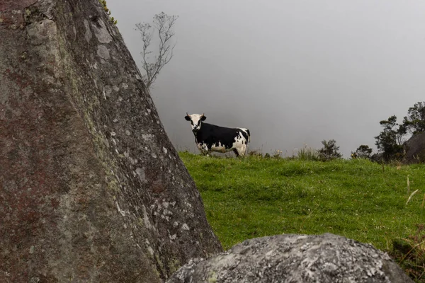 Uma Jovem Vaca Campo Observando Perto Monólito Antigo Com Nevoeiro — Fotografia de Stock