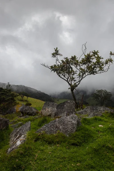 Uma Pequena Árvore Com Grandes Monólitos Naturais Montanhas Floresta Andina — Fotografia de Stock