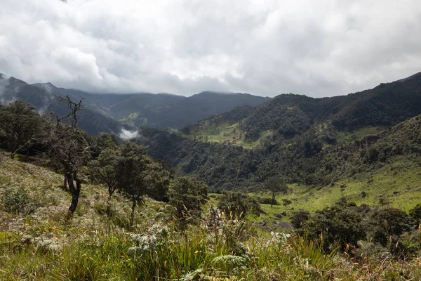 Vale Floresta Andina Com Cordilheira Dia Nublado — Fotografia de Stock