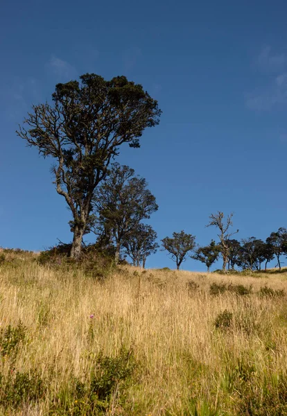 Grandes Árboles Verdes Medio Campo Pradera Con Cielo Azul Fondo — Foto de Stock