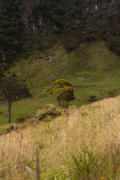 Albero Giallo Solitario Mezzo Prato Contryside Con Montagna Foresta Sfondo — Foto Stock