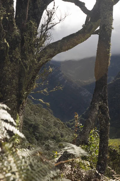 Uma Velha Árvore Musgosa Dia Ensolarado Com Montanhas Backgroud — Fotografia de Stock