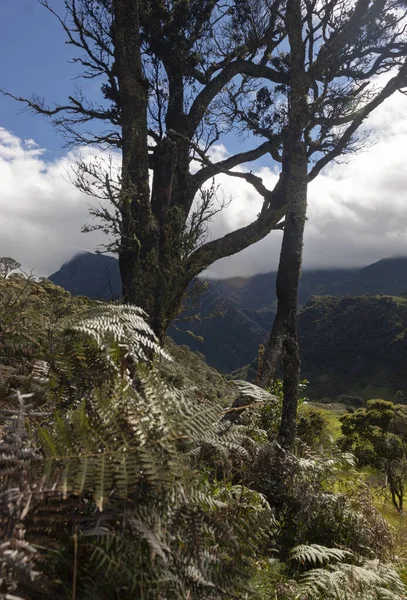 Cordillera Andina Enmarcada Natural Viejo Árbol Ramificado Día Soleado — Foto de Stock