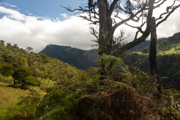 Árvore Musgosa Velha Bonita Meio Campo Com Floresta Andina Vale — Fotografia de Stock