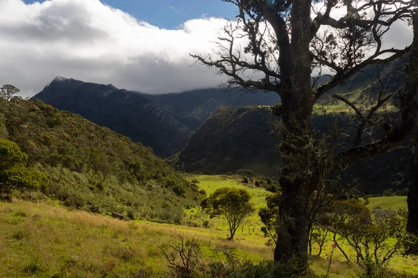 Uma Árvore Musgosa Verde Alta Velha Meio Uma Floresta Rural — Fotografia de Stock