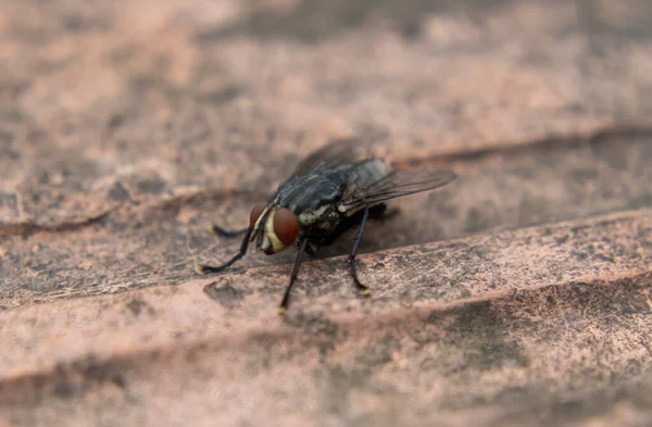 Fotografía Macro Una Gran Mosca Negra Con Ojos Rojos Sobre — Foto de Stock