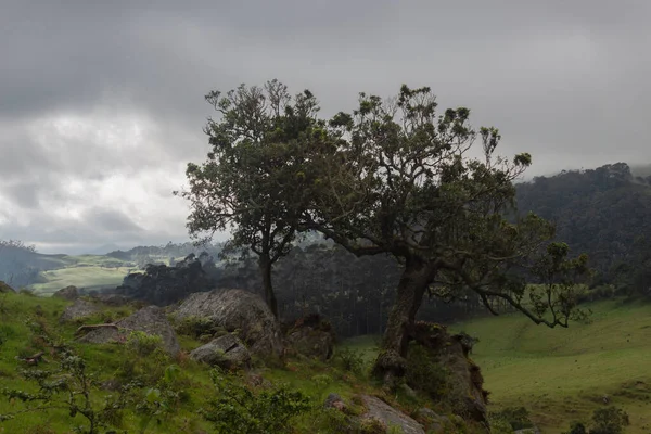 晴れた日に山の谷を背景にアンデス地方の真ん中に大きな石に囲まれて育った2本の木 — ストック写真