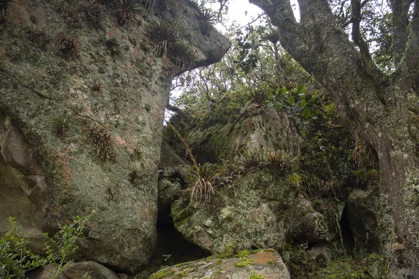 Detalhes Folhagem Floresta Nebulosa Andina Com Grandes Árvores Musgosas Velhas — Fotografia de Stock