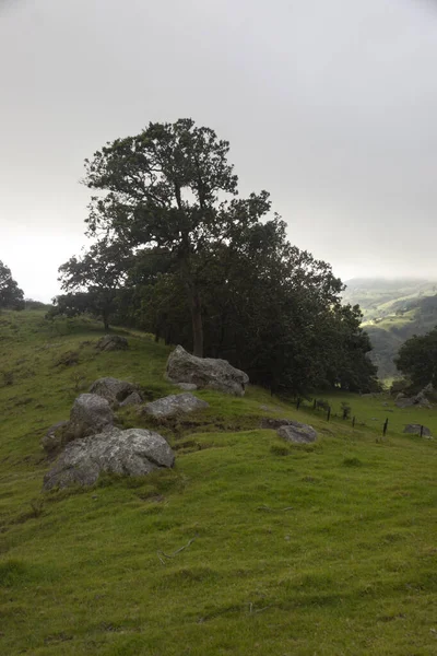 Três Pedras Grandes Com Uma Árvore Velha Enorme Campo Verde — Fotografia de Stock