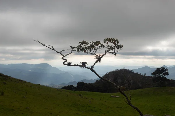 Ramos Solitários Com Uma Pequena Colina Paisagem Andina Com Raios — Fotografia de Stock