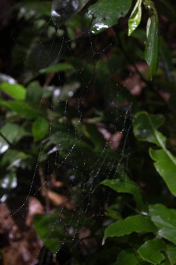 Geometrik örümcek ağına yakın yağmur damlaları ve orman zeminiyle