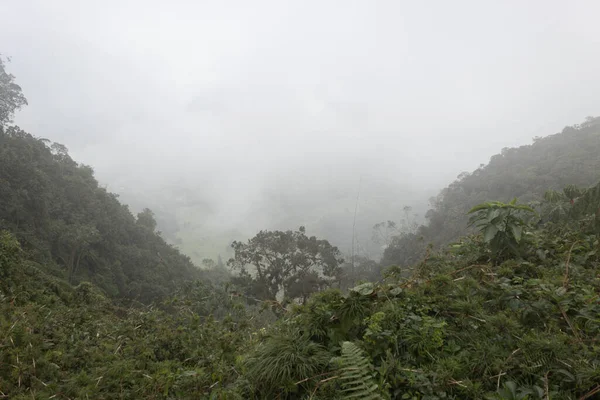 Dense Fog Bogota Andean Rain Forest Eastern City Mountains — Stock Photo, Image