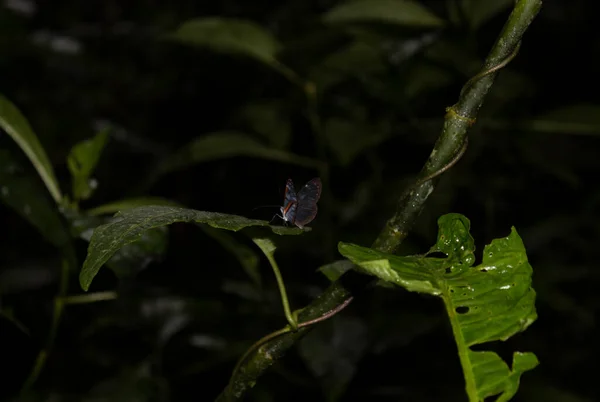 Closeup Colombian Endemic Beautiful Red Blue Butterfly Green Branch Wirth — Stock Photo, Image