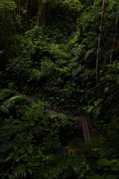 Senderos Trekking Parque Natural Chicaque —  Fotos de Stock