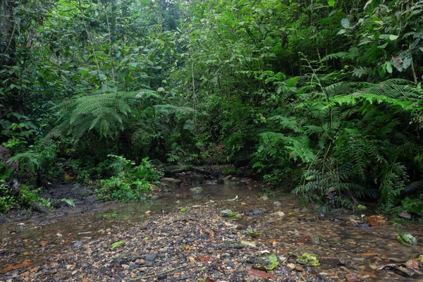 Hermoso Pequeño Arroyo Con Niebla Medio Del Bosque Montañas Colombianas — Foto de Stock