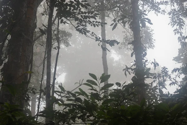 Misteriosa Scena Fogliame Della Foresta Pluviale Con Fitta Nebbia — Foto Stock