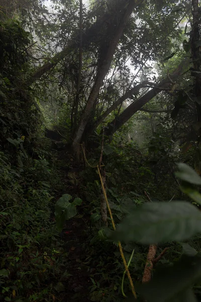 Ein Alter Indigener Pfad Mitten Regenwald Bei Nebel — Stockfoto