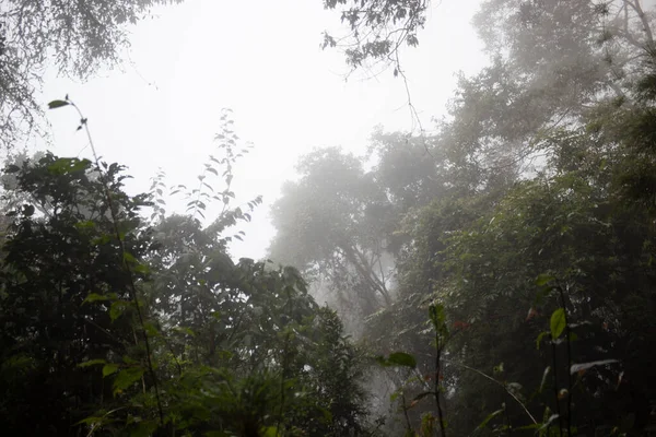 Nevoeiro Denso Meio Dia Meio Selva Colombiana — Fotografia de Stock