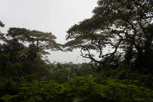 Vista Mañana Del Follaje Selva Tropical Colombiana Con Niebla Densa —  Fotos de Stock