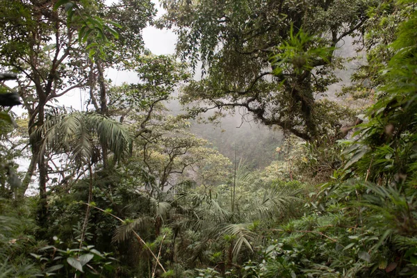 Feuillage Dense Avec Smog Dans Les Montagnes Colombiennes — Photo