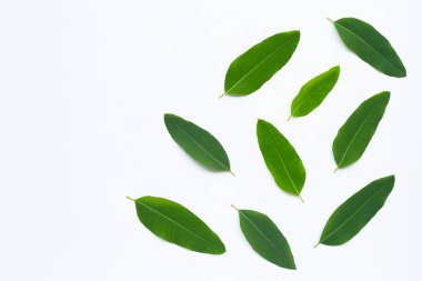 Beyaz arka planda okaliptüs yaprakları. Boşluğu kopyala