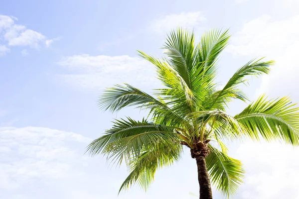 Кокосовые Пальмы Красивые Тропические Небом Облаками — стоковое фото