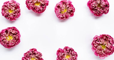 Beyaz arkaplanda pembe nilüfer çiçeğinden yapılmış çerçeve.