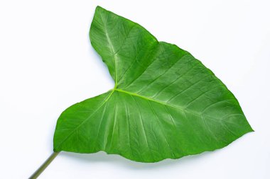 Taro yaprağı beyaz arkaplanda izole edildi.