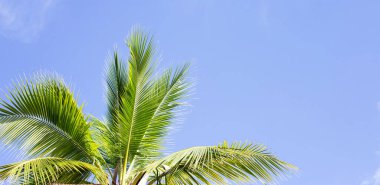 Hindistan cevizi palmiyeleri, güzel tropikal gökyüzü ve bulutlar.